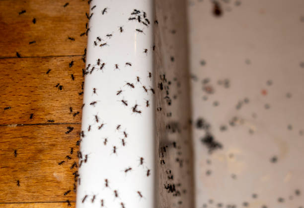 Best Emergency Pest Control  in Burkesville, KY
